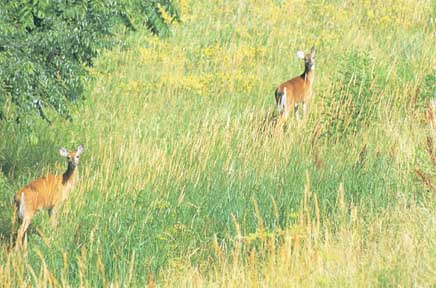 deer in field